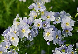 Polemonium pulchellum 13
